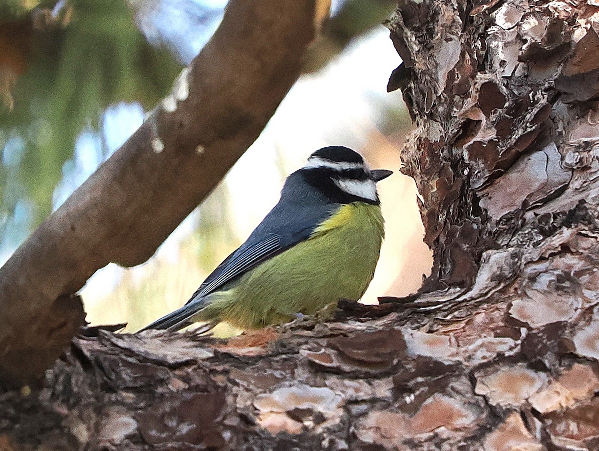African Blue Tit - ML646833201