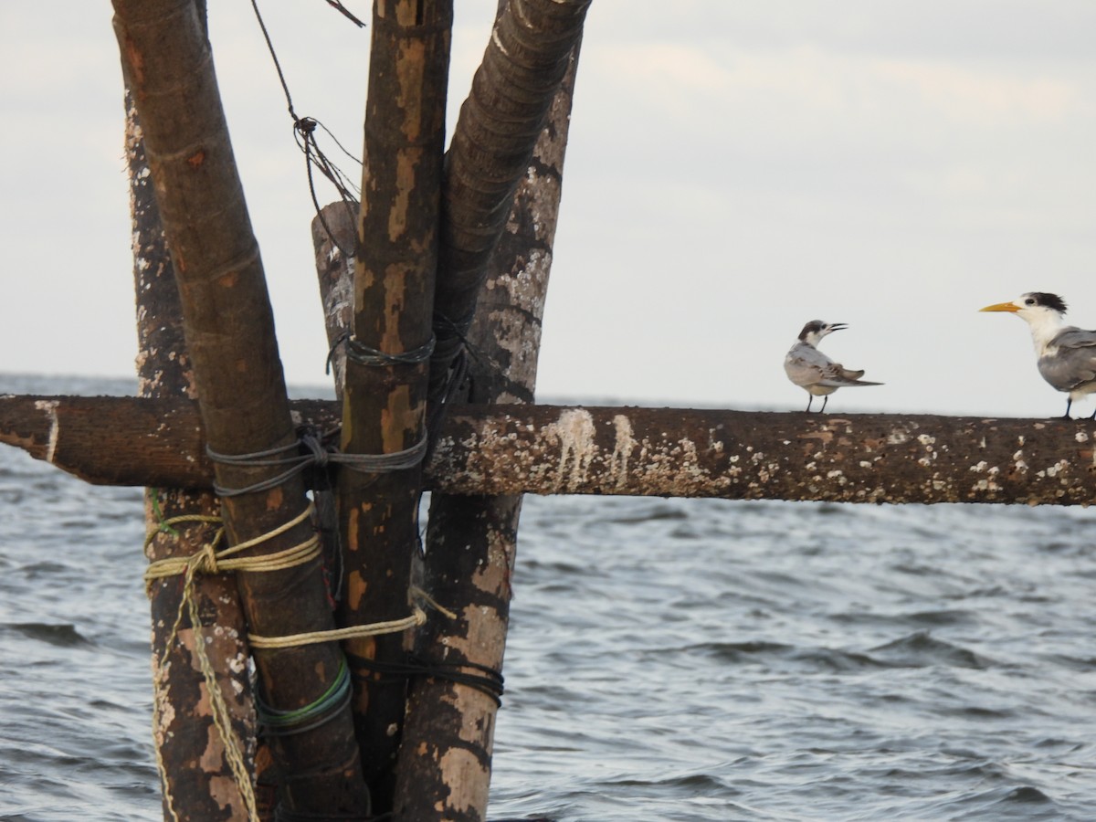 Guifette moustac - ML646833203