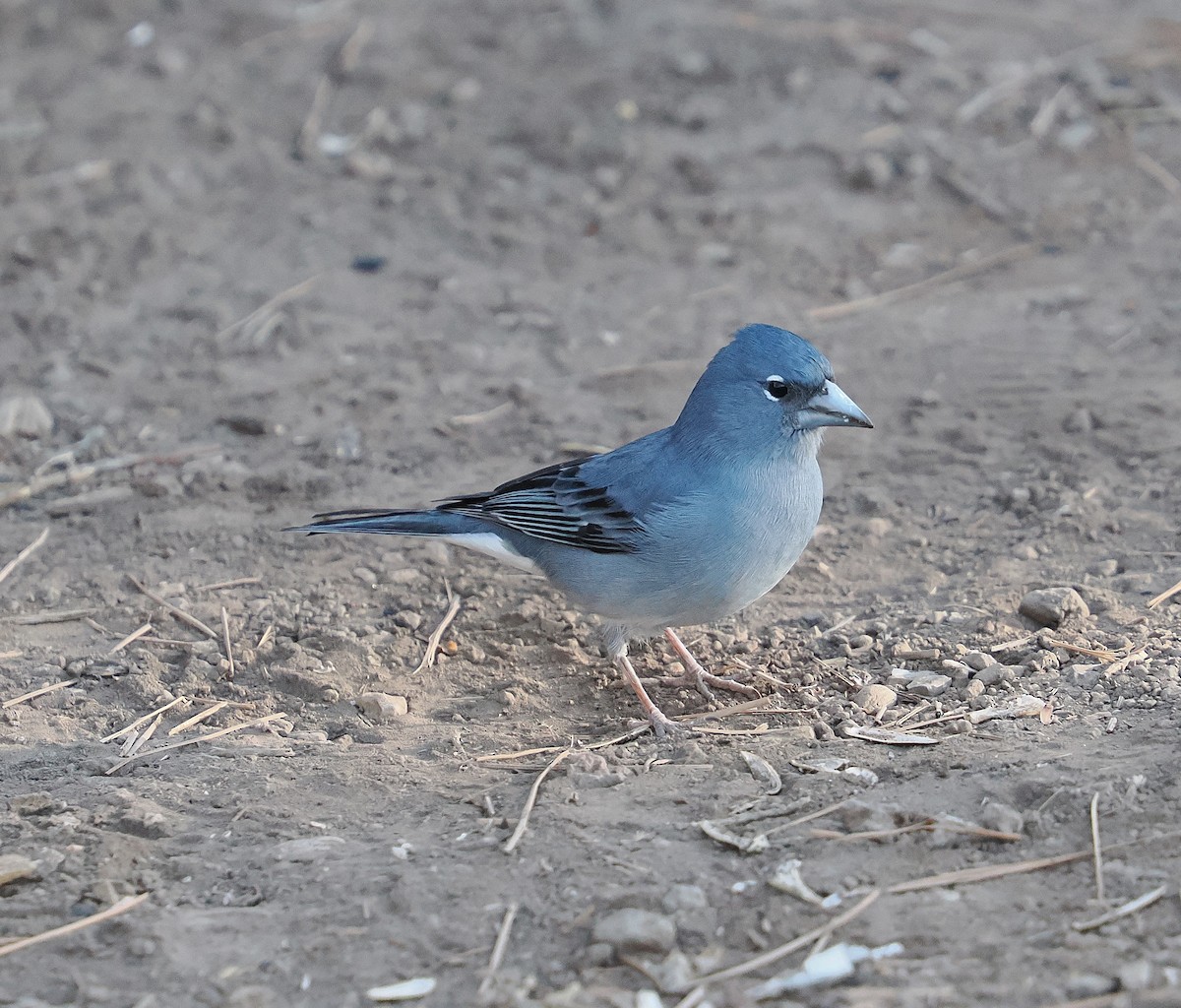 Tenerife Blue Chaffinch - ML646833206