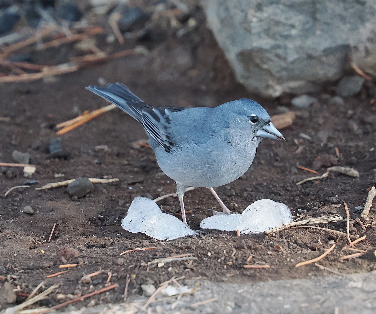 Tenerife Blue Chaffinch - ML646833210