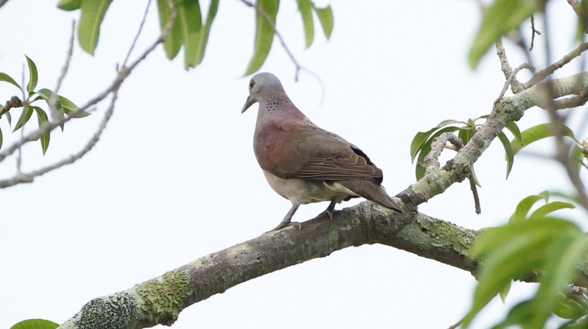 Malagasy Turtle-Dove - ML646833211