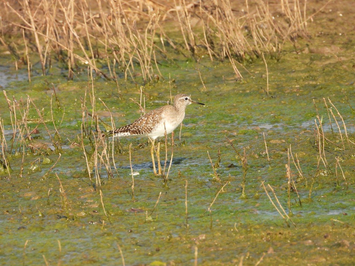 vodouš bahenní - ML646833212