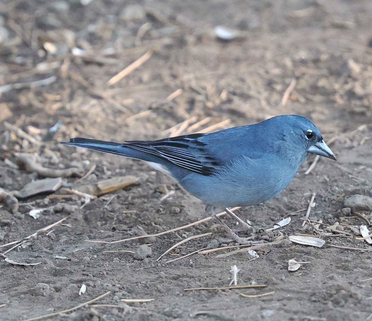 Tenerife Blue Chaffinch - ML646833213