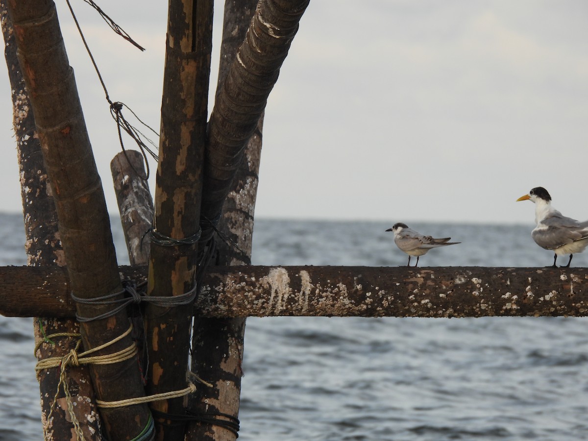 Guifette moustac - ML646833215