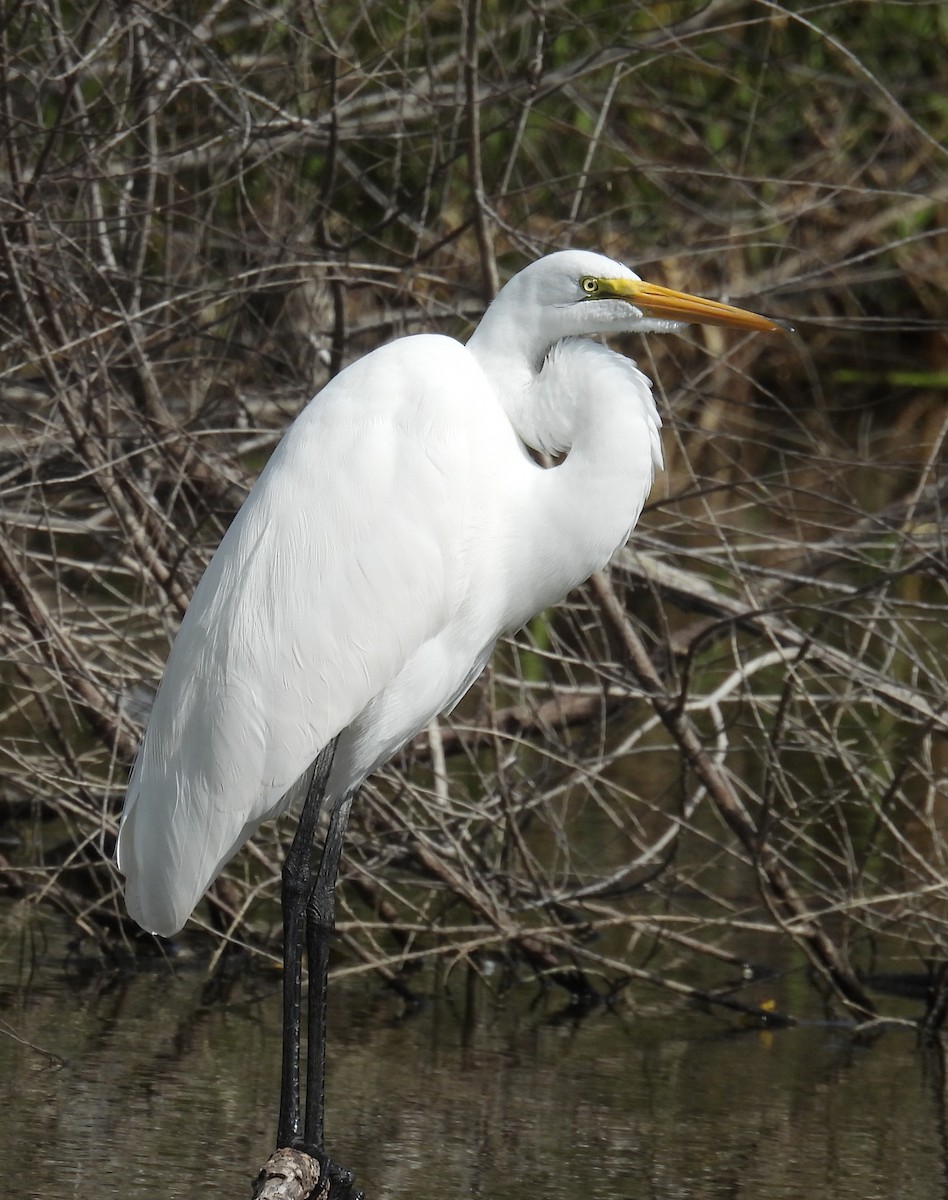 ダイサギ - ML646833216