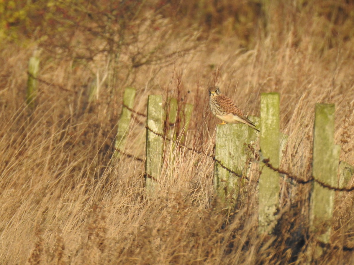 Eurasian Kestrel - ML646833225