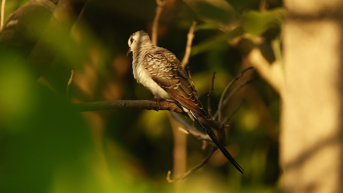 hrdlička kapská - ML646833230