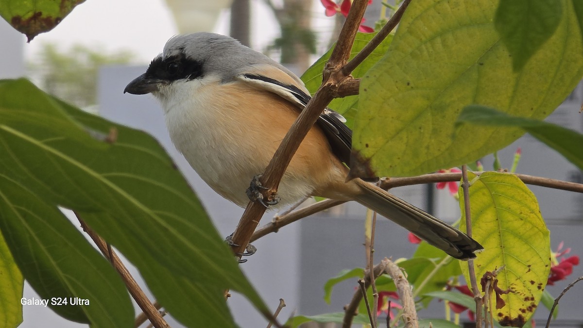 Pie-grièche schach - ML646833231