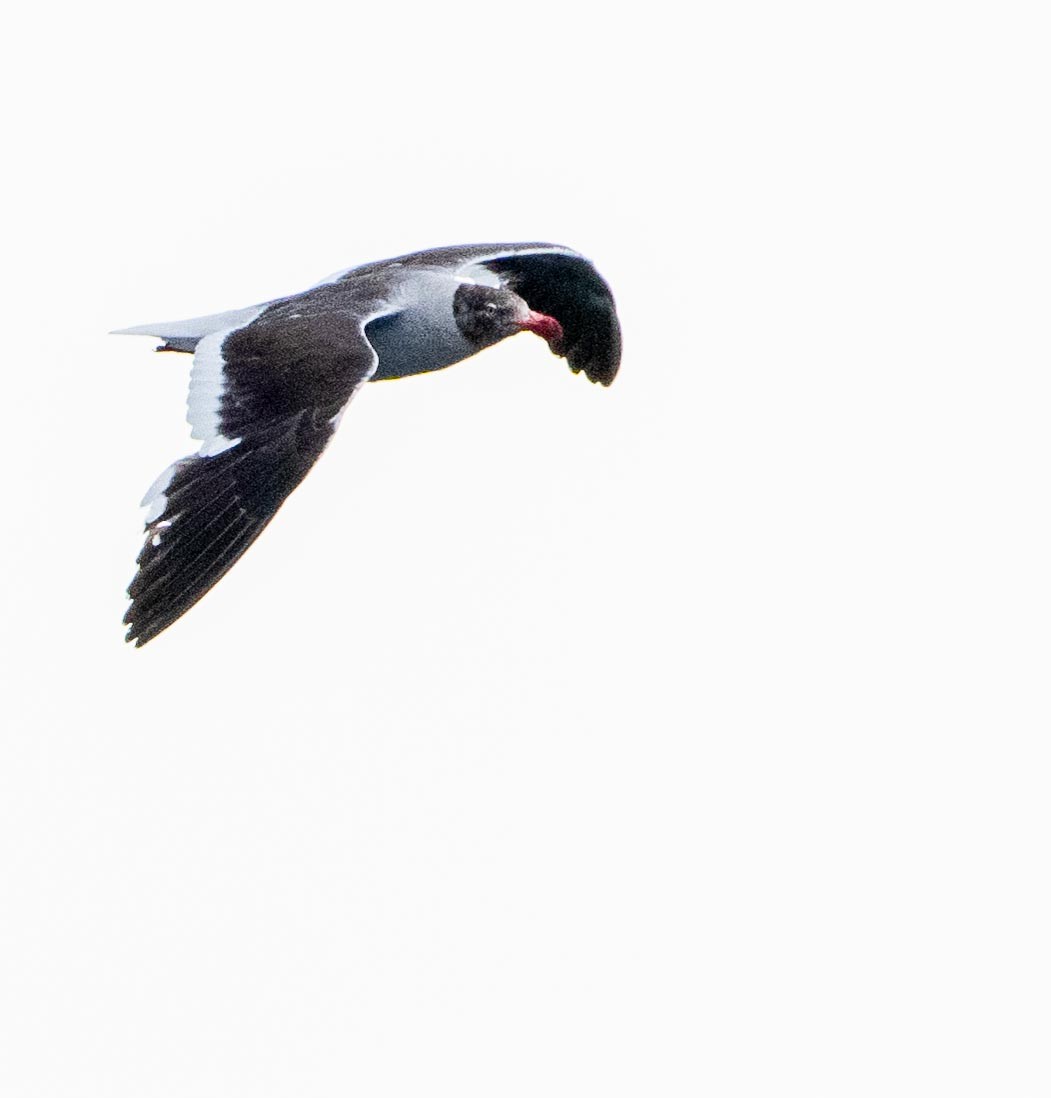 Goéland de Scoresby - ML646833233