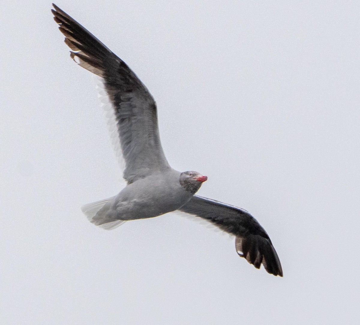 Goéland de Scoresby - ML646833234