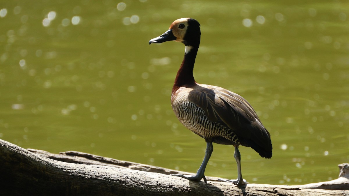 Dendrocigna facciabianca - ML646833236