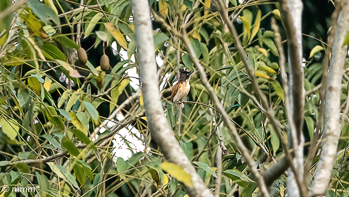 toppbias - ML646833238