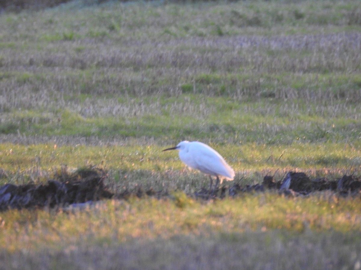 Little Egret - ML646833243