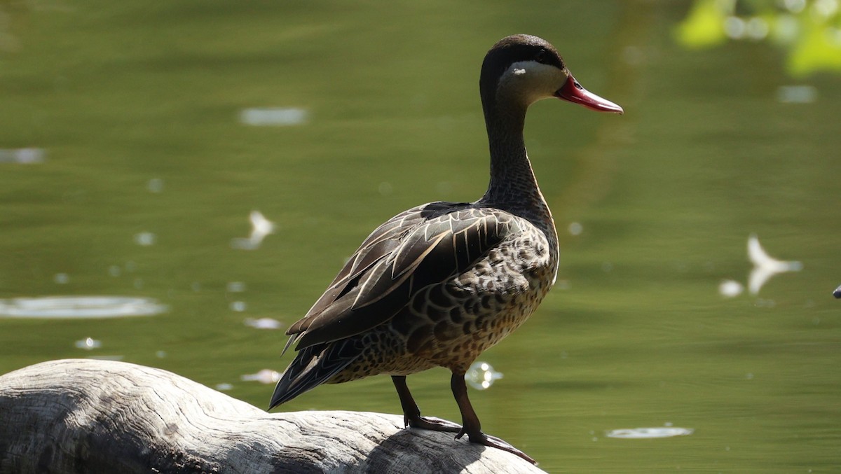 Red-billed Duck - ML646833244