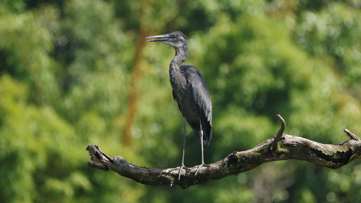 Humblot's Heron - ML646833250