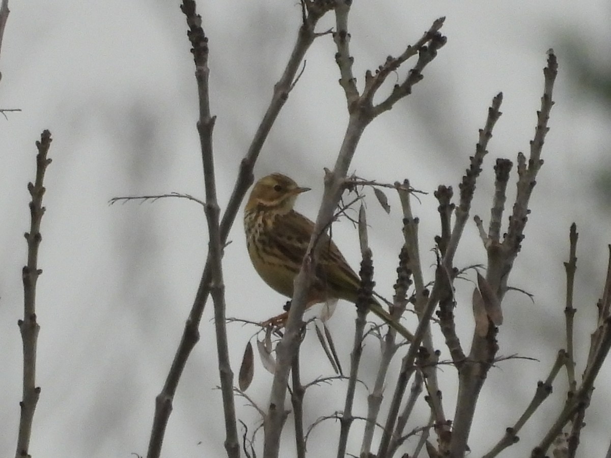 Negu-txirta - ML646833253