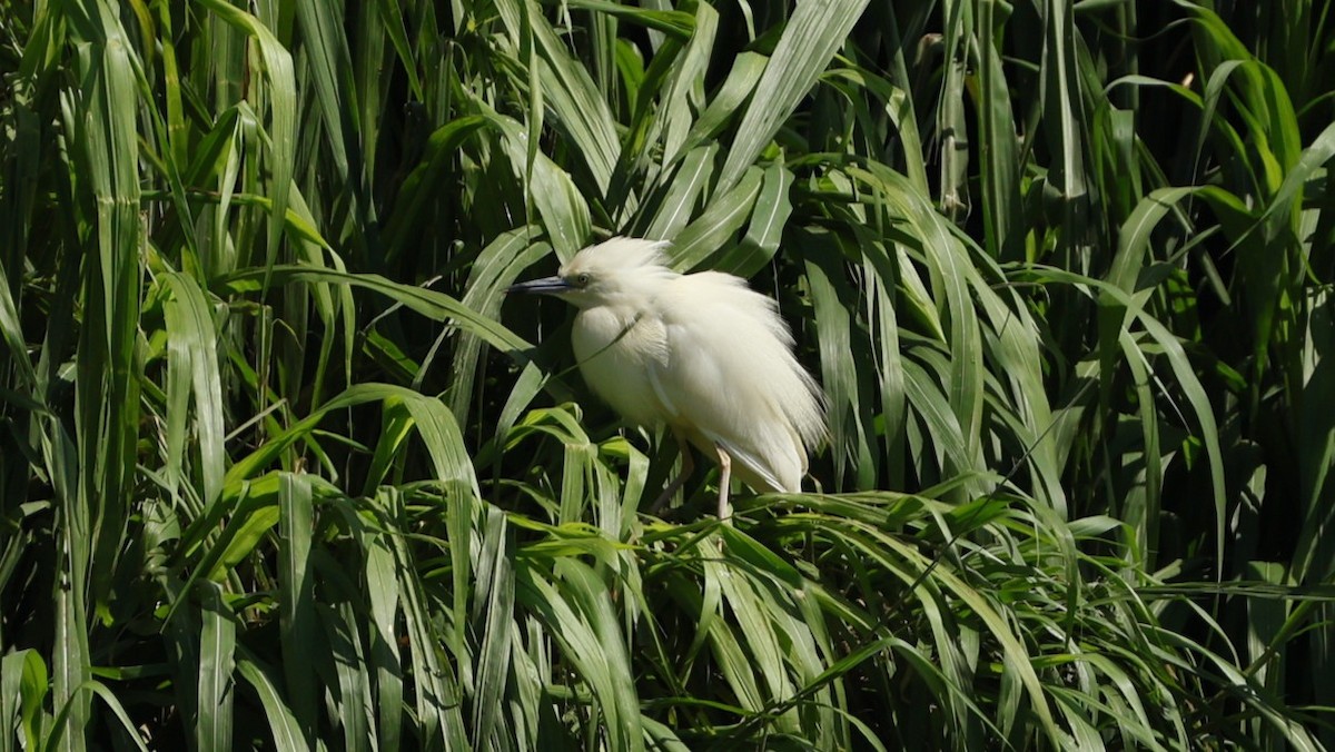 Чапля синьодзьоба - ML646833259