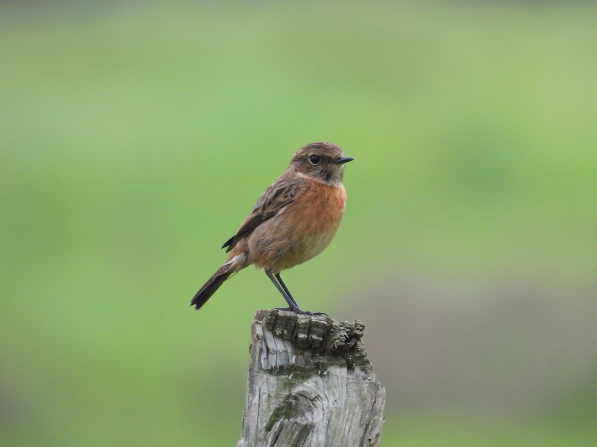 Pitxartxar burubeltza - ML646833262