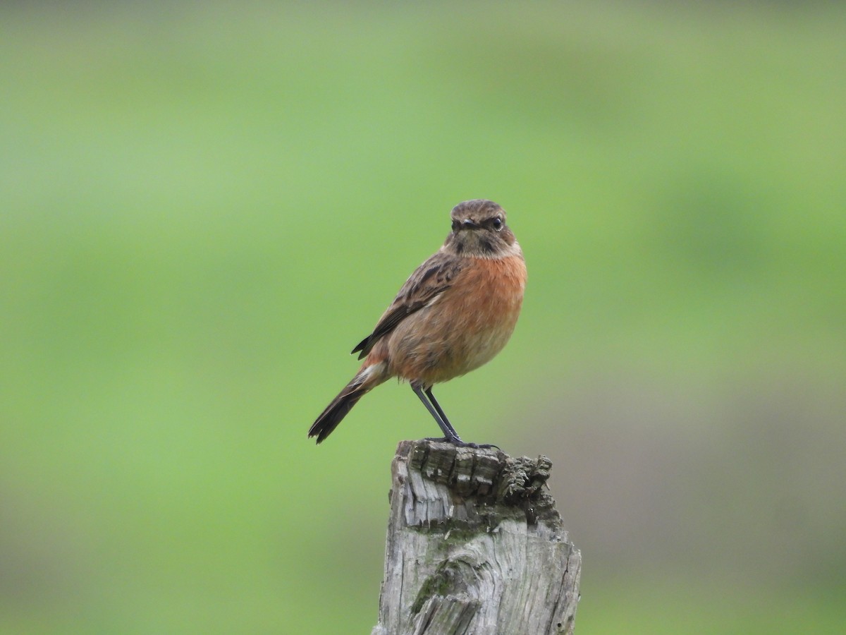 Pitxartxar burubeltza - ML646833263