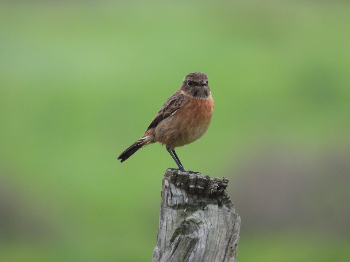 Pitxartxar burubeltza - ML646833264