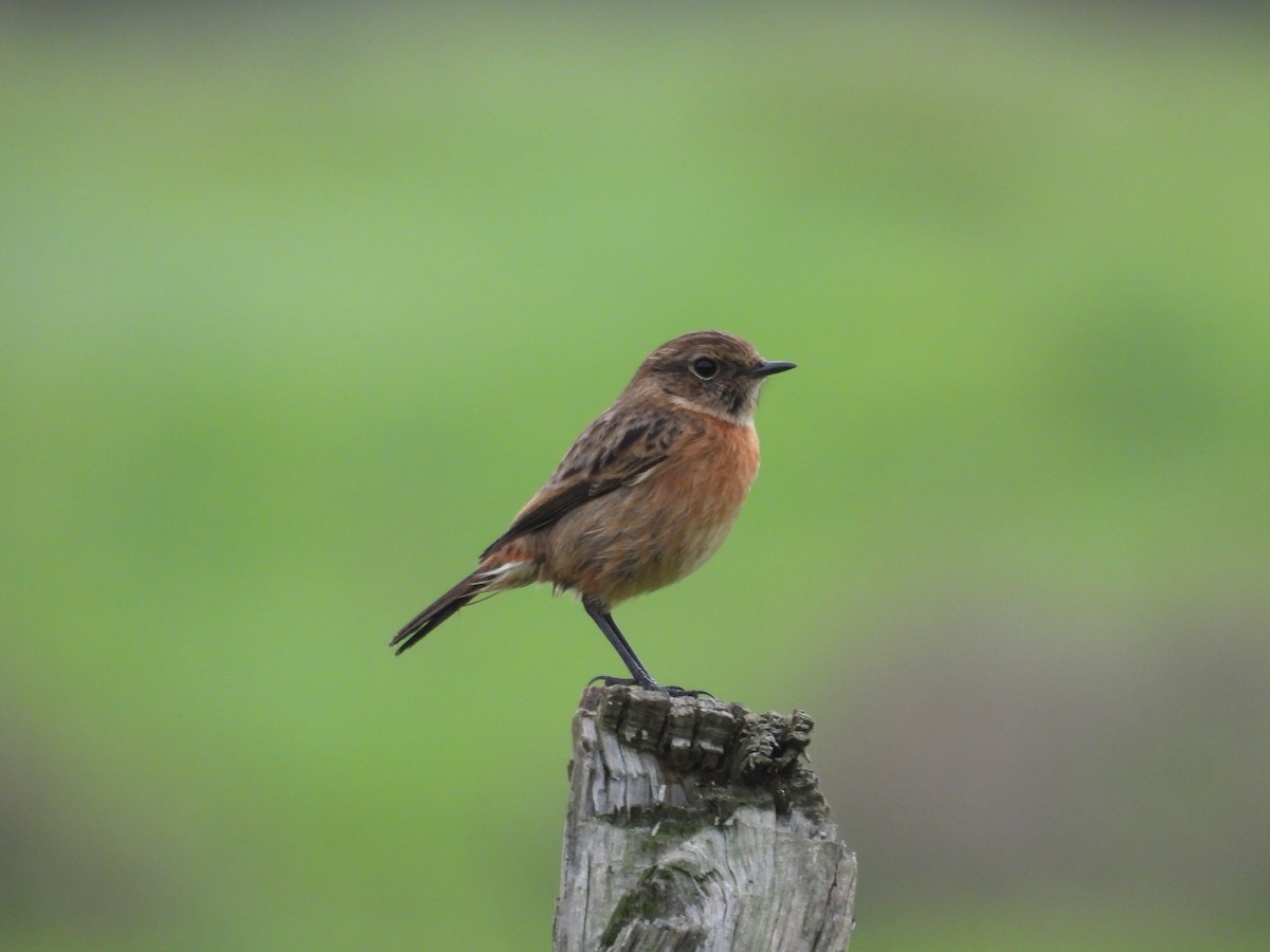 Pitxartxar burubeltza - ML646833265