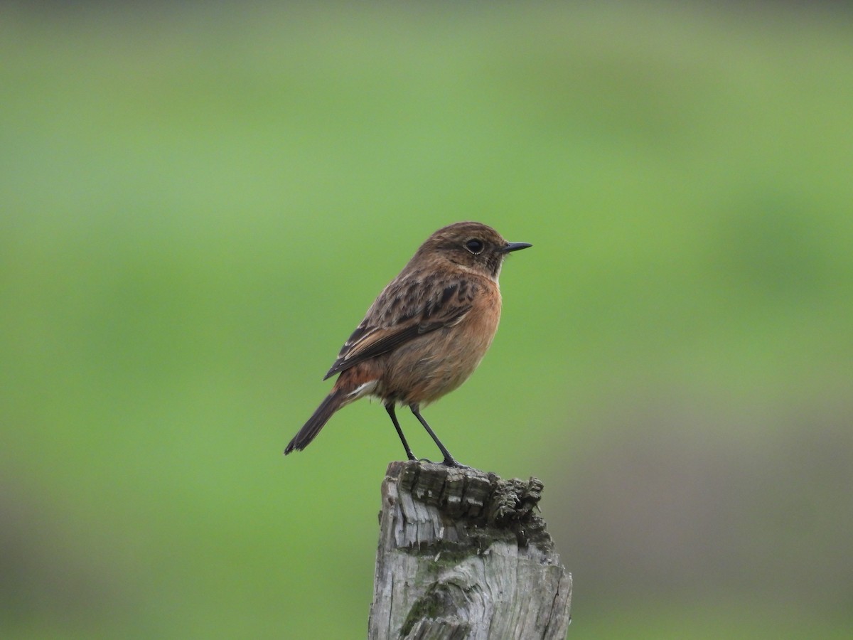 Pitxartxar burubeltza - ML646833266