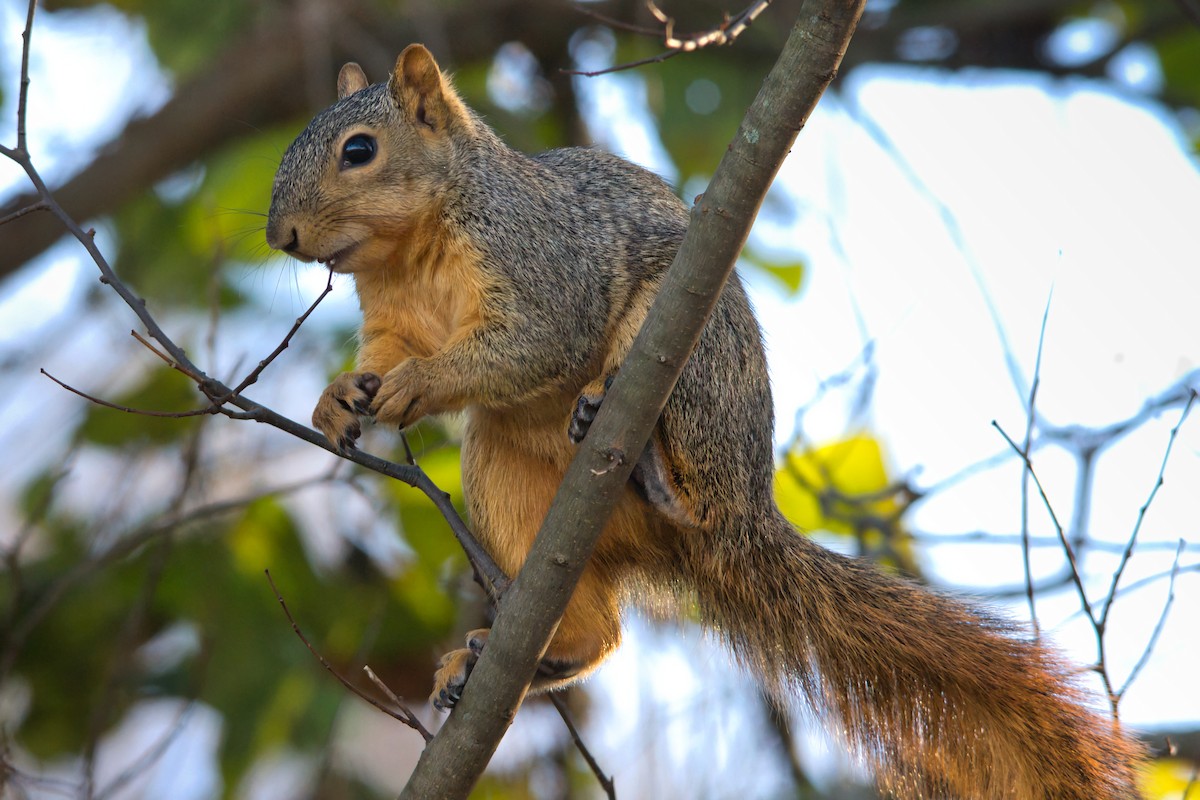 Fuchshörnchen - ML646833267