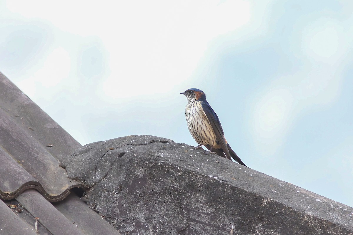 Hirondelle striolée (groupe striolata) - ML646833271