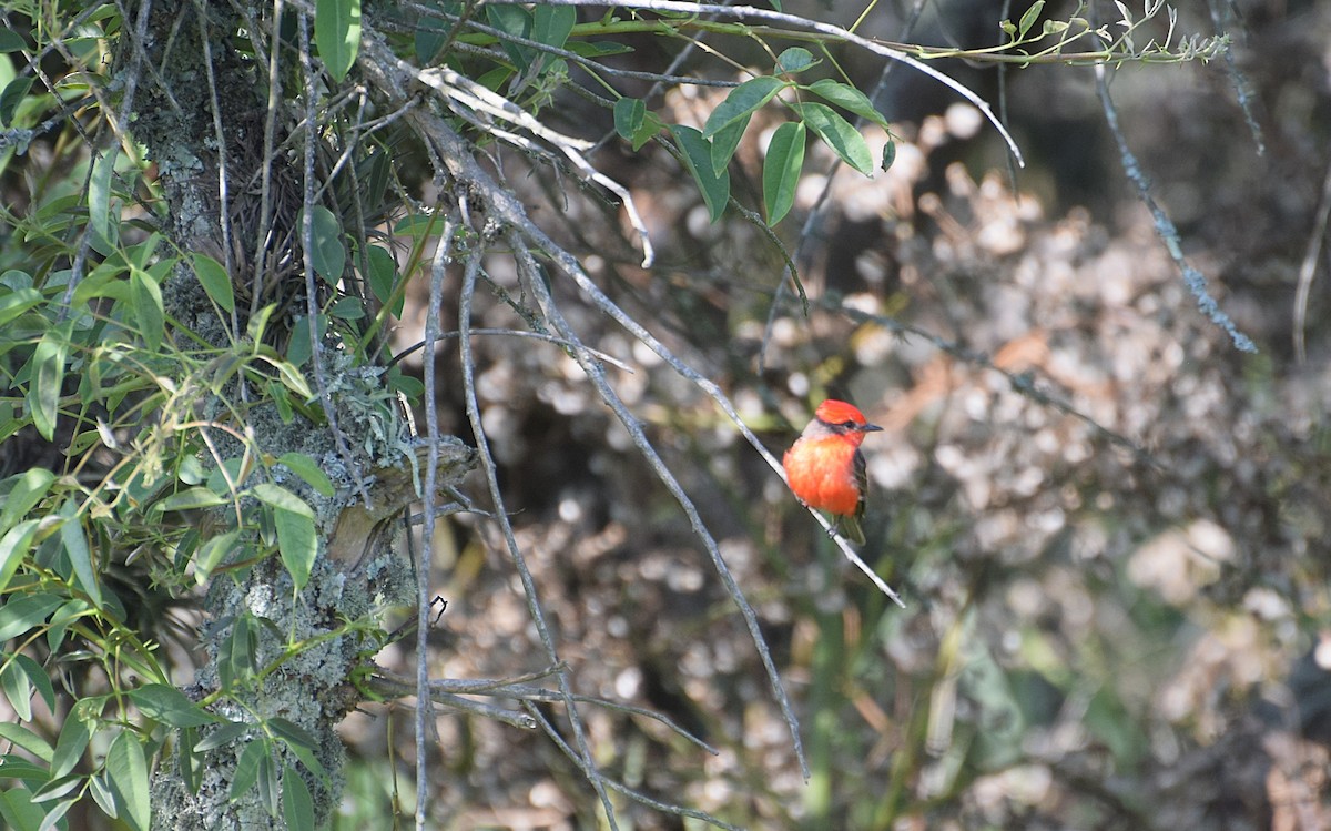 Vermilion Flycatcher - ML646833273