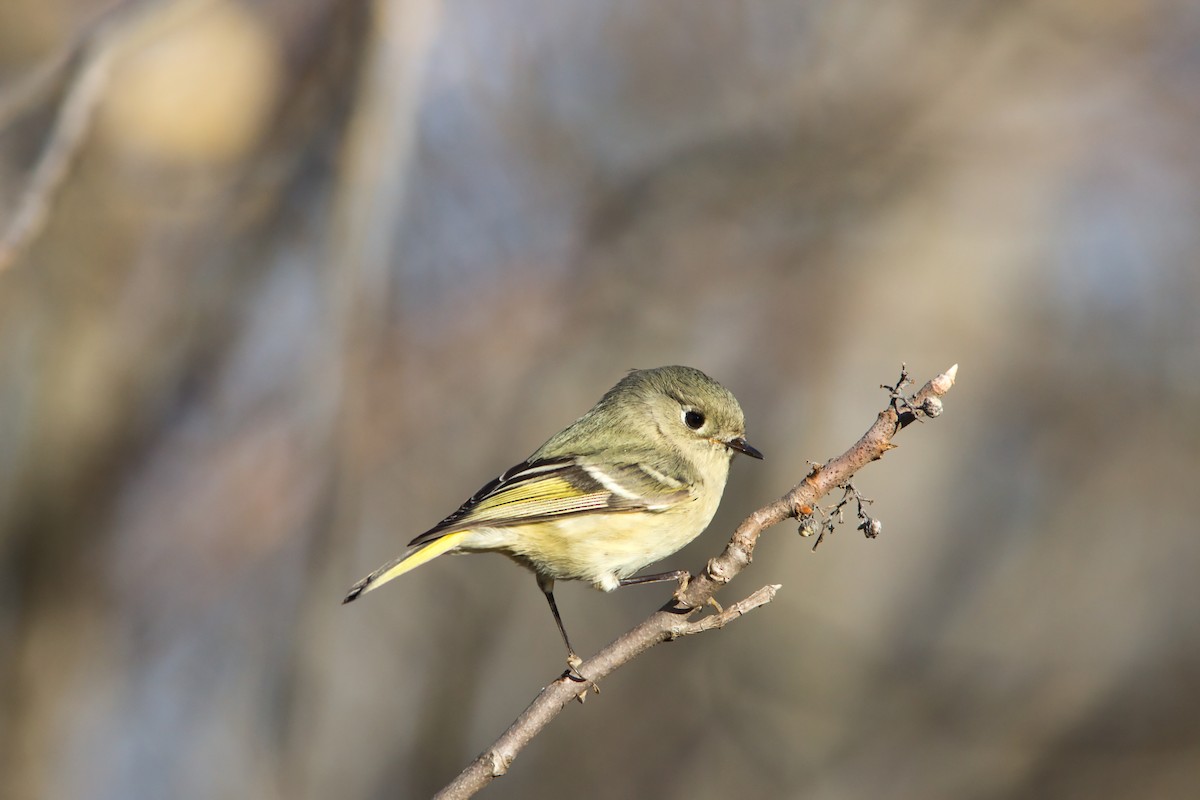 Rubingoldhähnchen - ML646833279