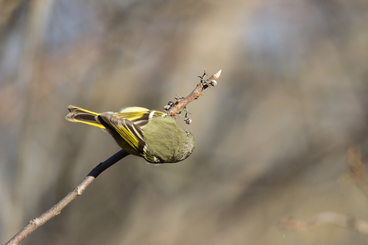 Rubingoldhähnchen - ML646833280