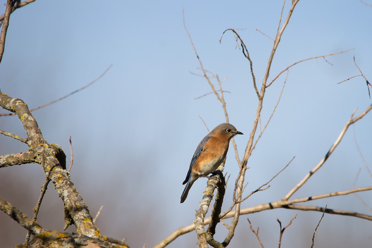 Rotkehl-Hüttensänger - ML646833285