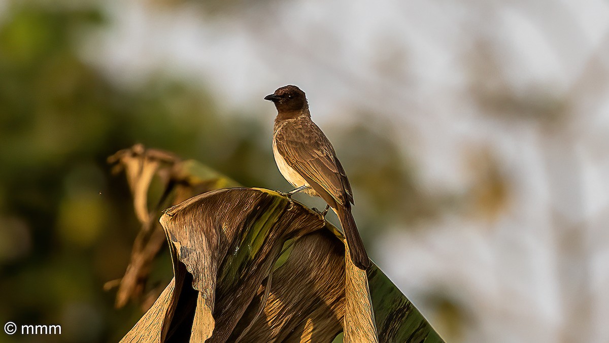 hagebylbyl - ML646833288