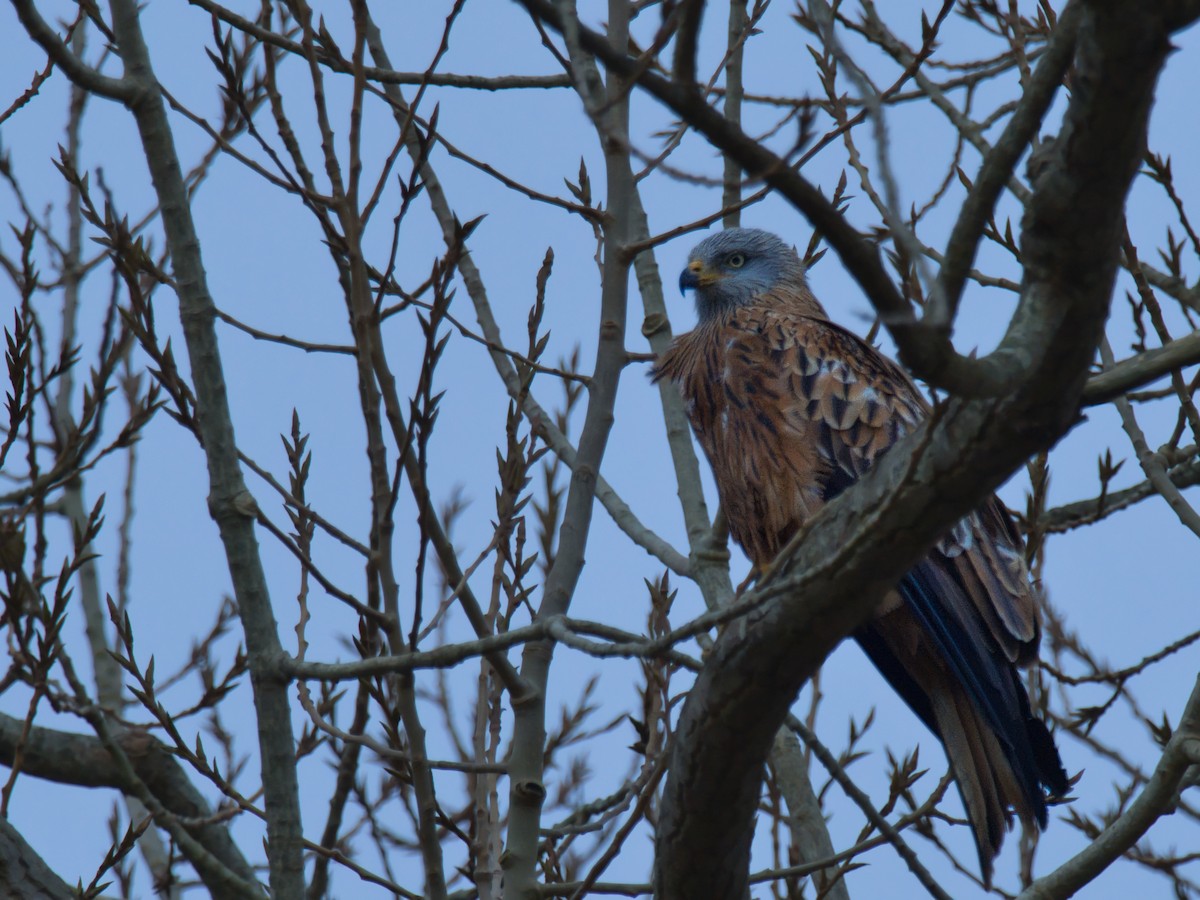 Red Kite - ML646833298