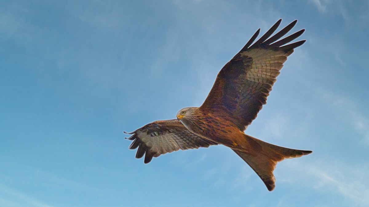 Red Kite - ML646833299