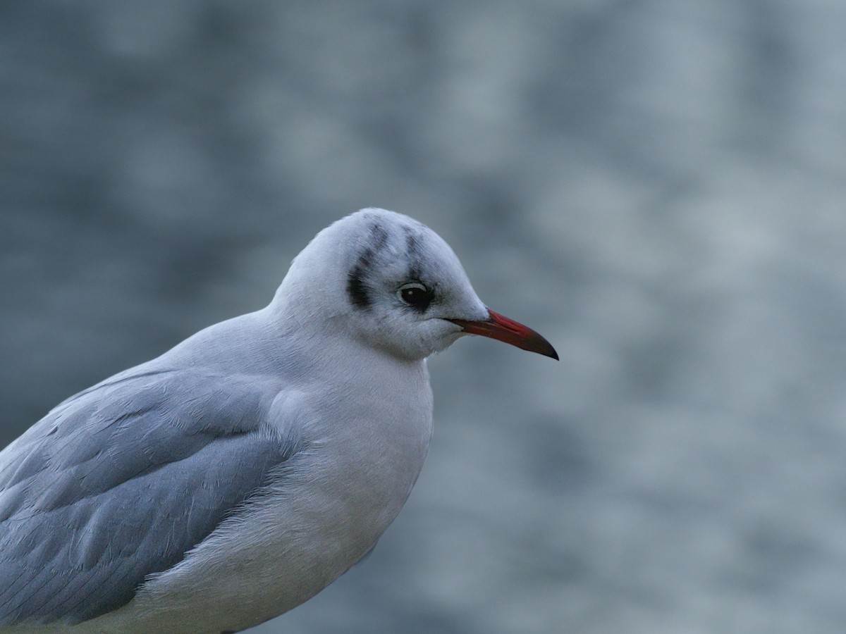 Black-headed Gull - ML646833300