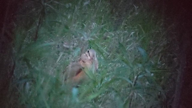 American Woodcock - ML646833311