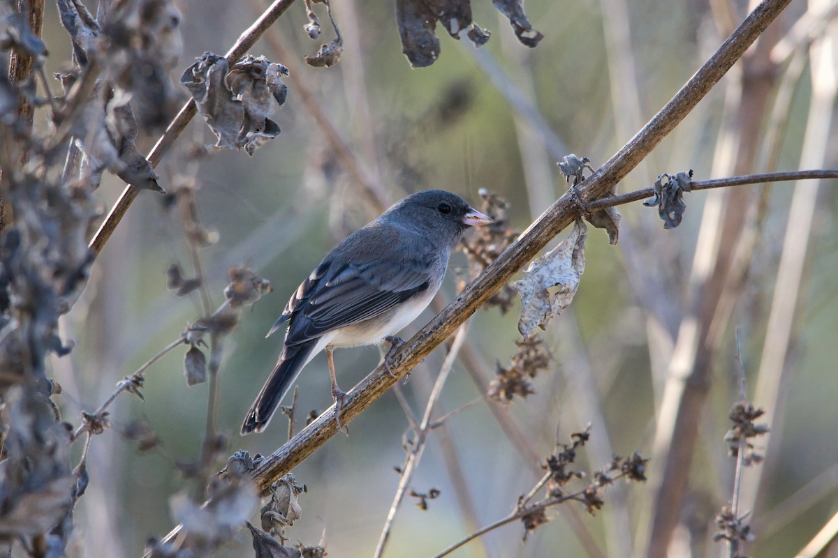 Winterammer - ML646833316