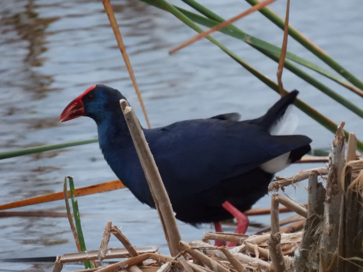 Султанка пурпурова - ML646833317