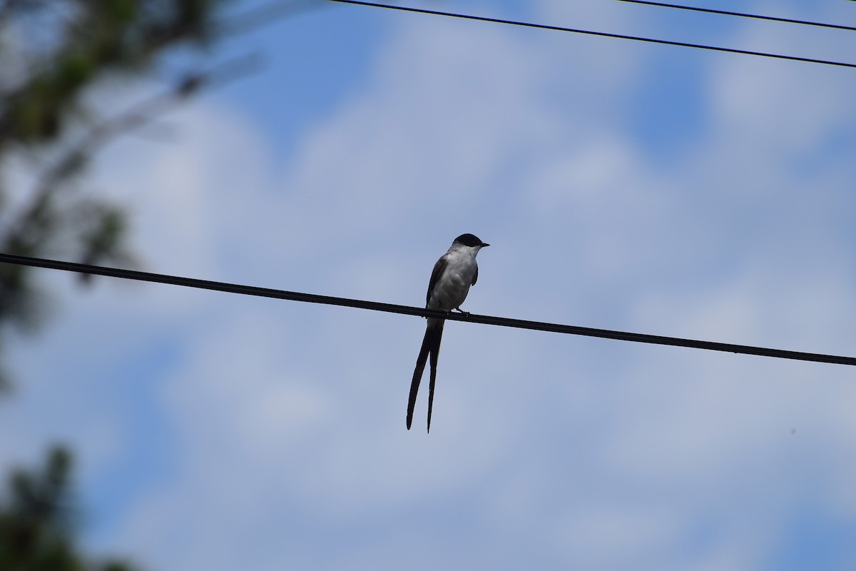 Fork-tailed Flycatcher - ML646833326