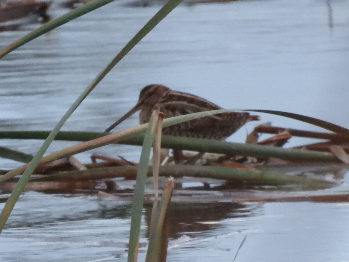 Баранець звичайний - ML646833327