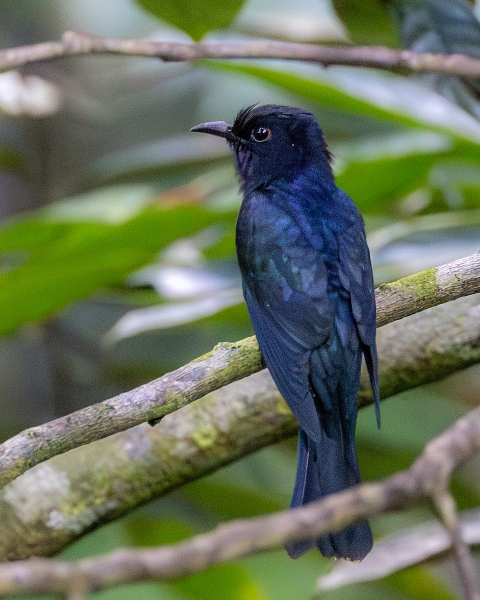 Square-tailed Drongo-Cuckoo - ML646833328