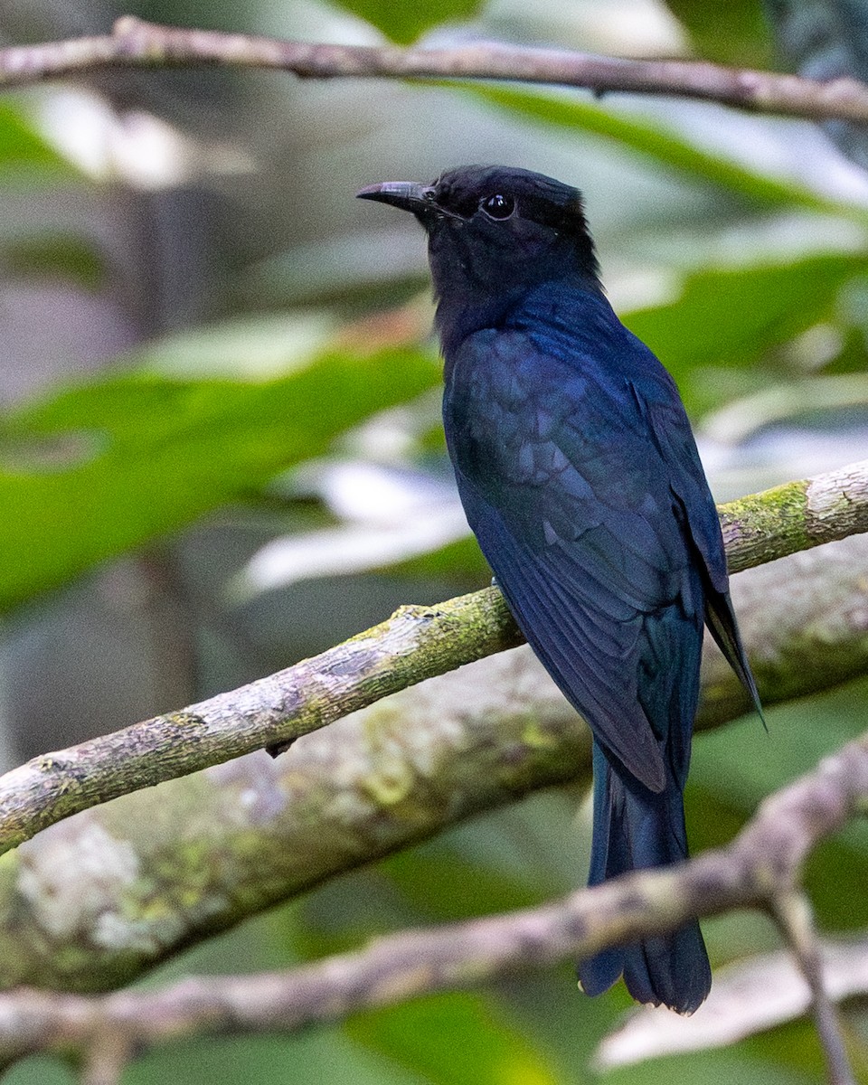 Square-tailed Drongo-Cuckoo - ML646833329