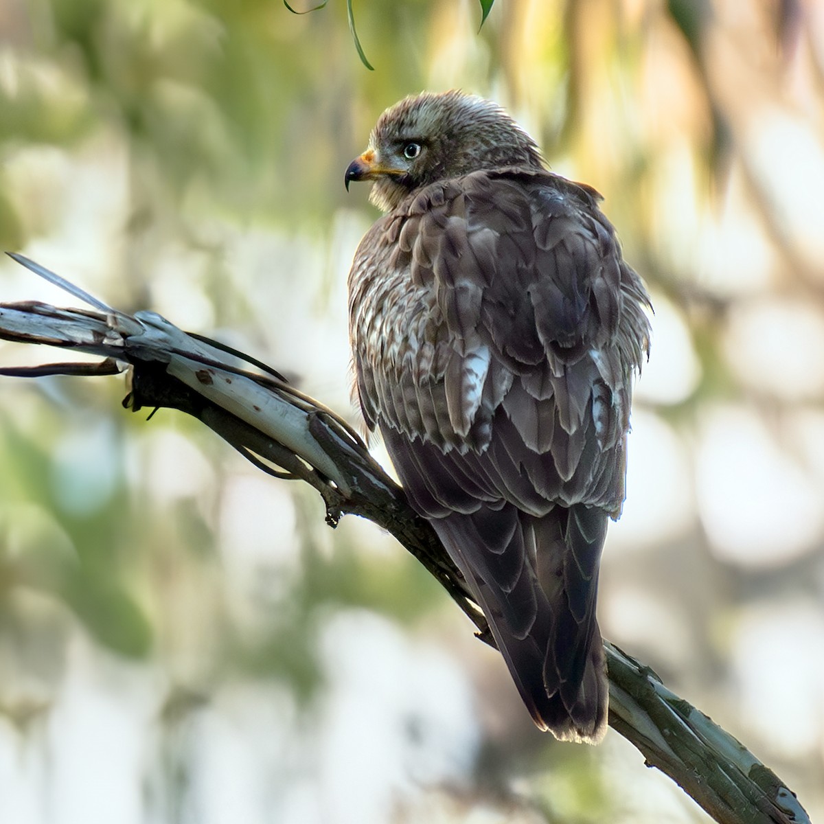 Busardo Tisa - ML646833330