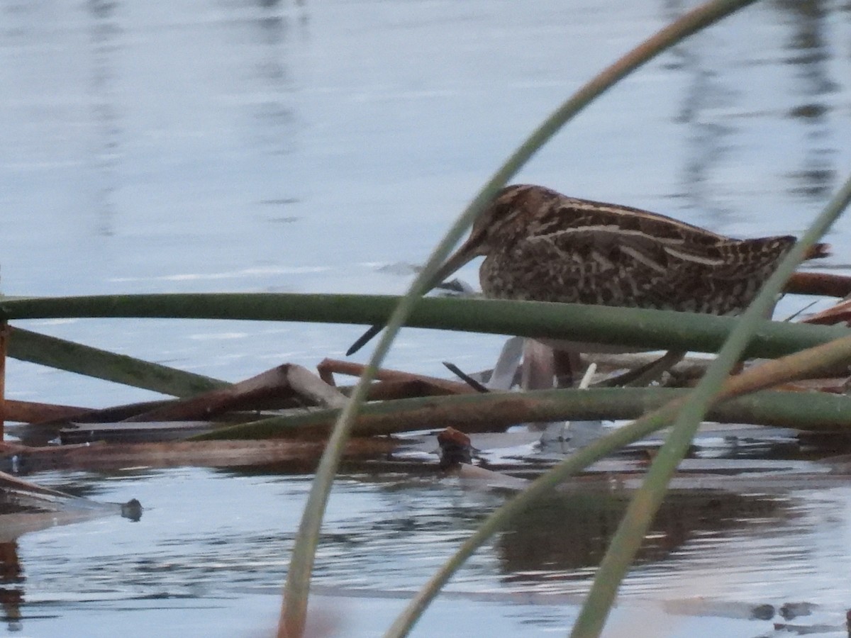 Баранець звичайний - ML646833331