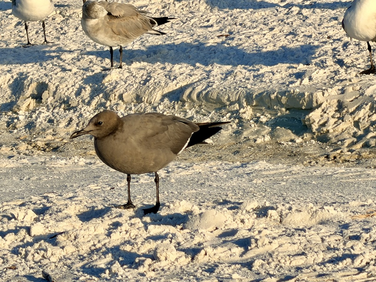 ハイイロカモメ - ML646833337