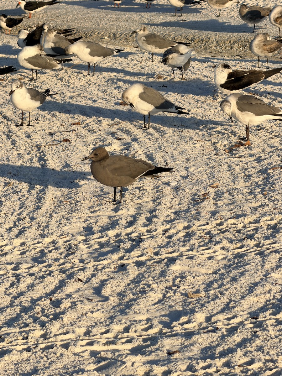 ハイイロカモメ - ML646833338