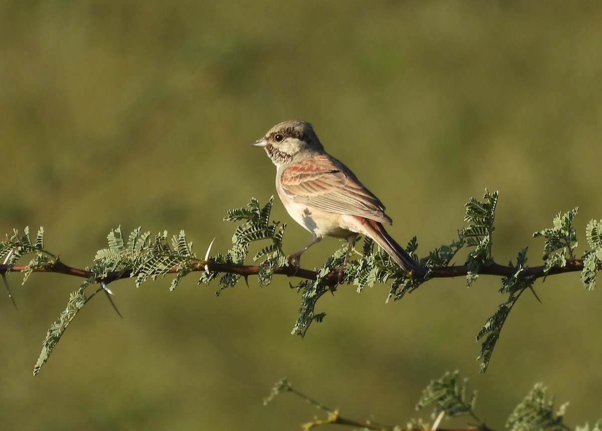 Bruant de Stewart - ML646833339