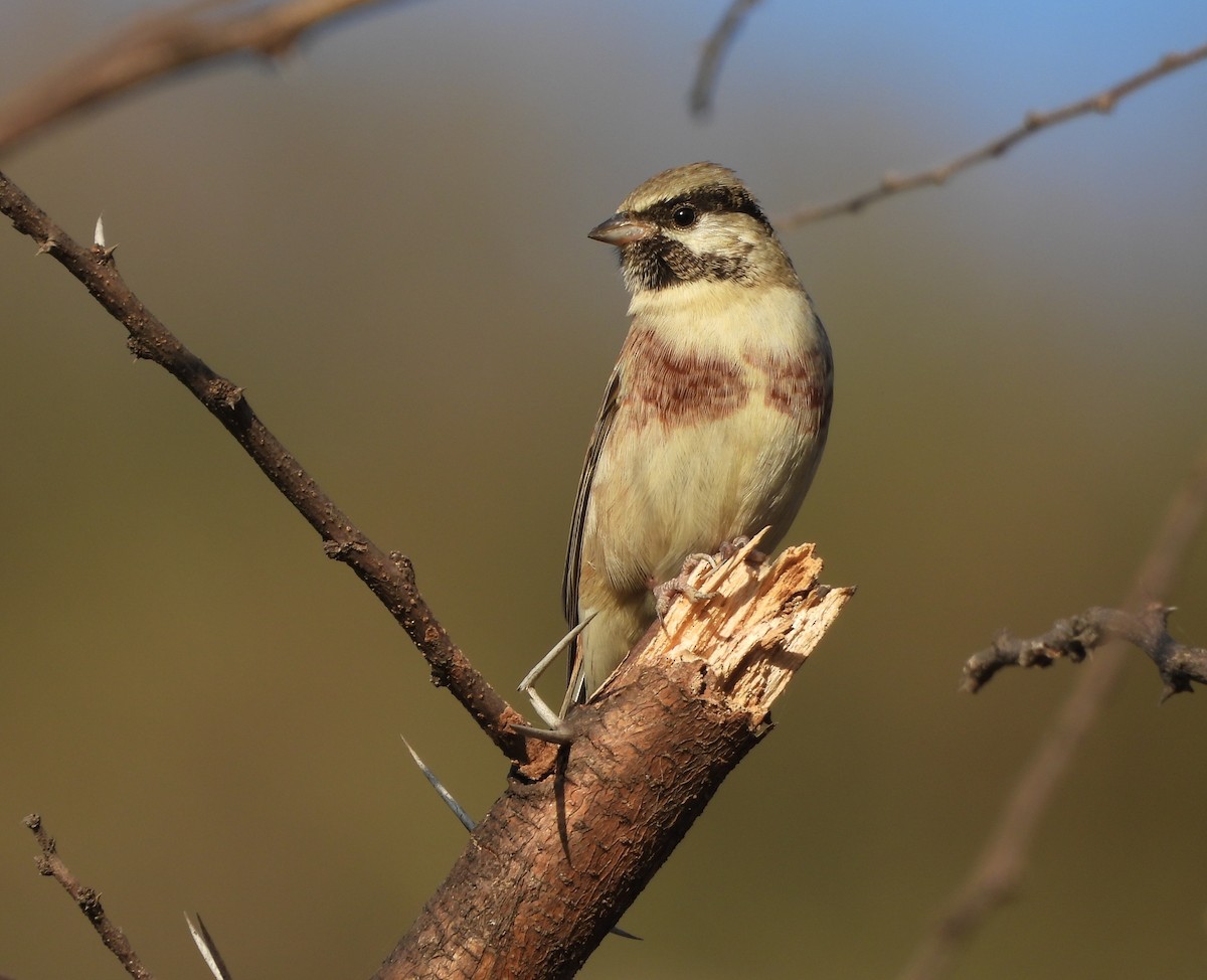 Bruant de Stewart - ML646833340