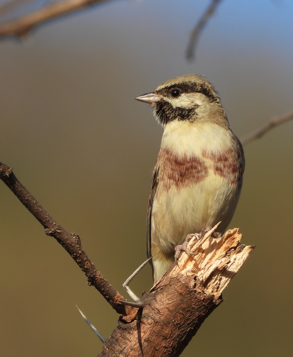 Bruant de Stewart - ML646833341